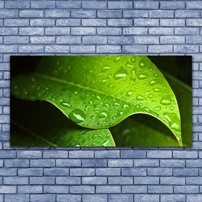 Zdjęcie na płótnie Krople Porannej Rosy