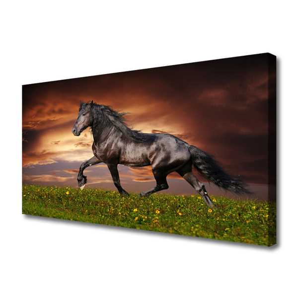Obraz na płótnie Szlachetny Czarny Koń