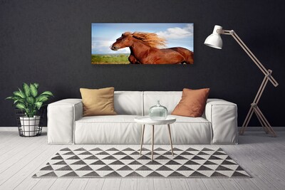 Obraz na Płótnie Koń Zwierzęta