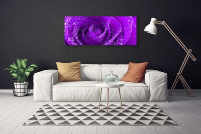 Obraz na płótnie Aksamitna Róża w Rozkwicie
