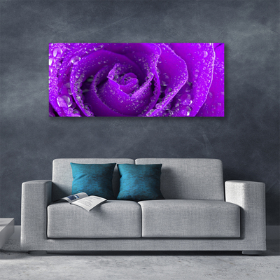 Obraz na płótnie Aksamitna Róża w Rozkwicie