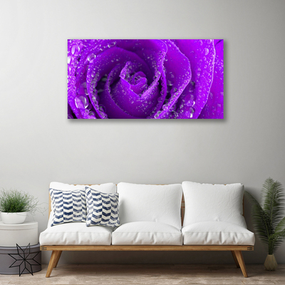 Obraz na płótnie Aksamitna Róża w Rozkwicie