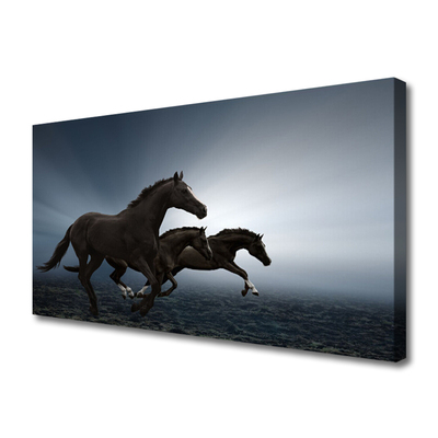 Zdjęcie na płótnie Konie na Wolnym Wybiegu