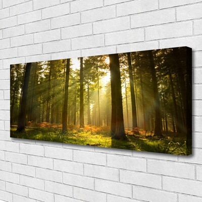 Fotoobraz na płótnie Bór Sosnowy w Słońcu