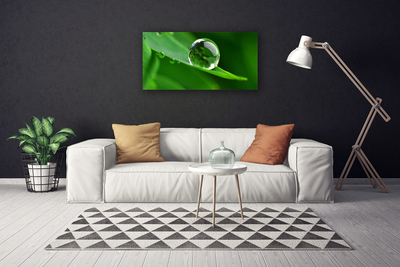 Zdjęcie na płótnie Krople Rosy na Liściu