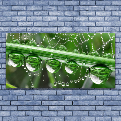 Obraz na płótnie Perlista Pajęczyna w Rosie