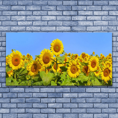 Obraz na płótnie Złocisty Słonecznik w Słońcu