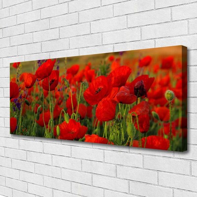 Fotoobraz na płótnie Maki w Letnim Słońcu