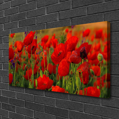 Fotoobraz na płótnie Maki w Letnim Słońcu