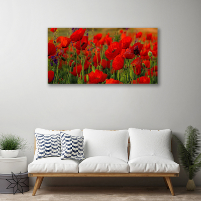 Fotoobraz na płótnie Maki w Letnim Słońcu