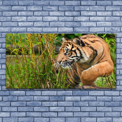 Obraz Canvas Tygrys Zwierzęta