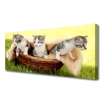 Obraz Canvas Koty Zwierzęta