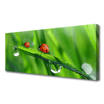 Obraz canvas Biedronka w Porannej Rosie