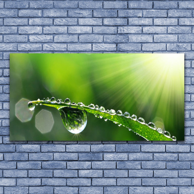 Zdjęcie na płótnie Perlista Rosa na Źdźbłach