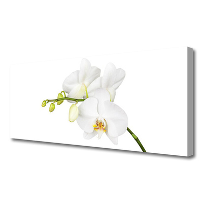 Obraz canvas Egzotyczna Elegancja Orchidei