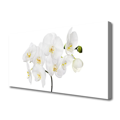 Obraz Canvas Storczyk Biały Kwiaty
