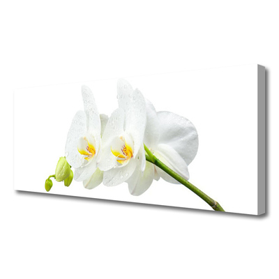 Obraz Canvas Płatki Kwiat Biały Storczyk