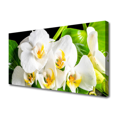 Obraz canvas Królewska Orchidea w Rozkwicie