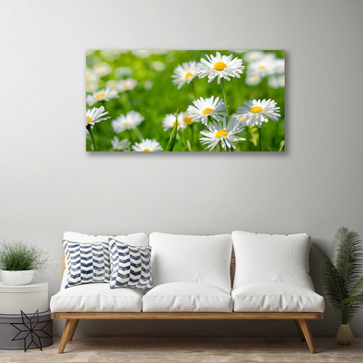 Obraz Canvas Stokrotka Kwiat Roślina