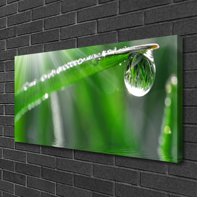 Obraz canvas Perlista Rosa na Źdźble Trawy