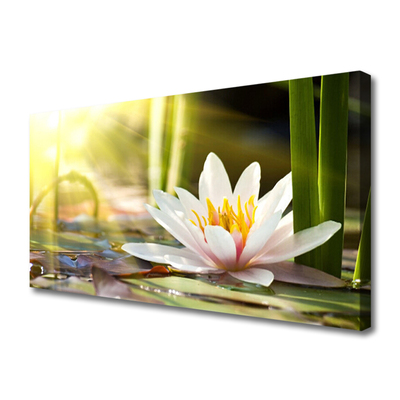 Fotoobraz na płótnie Pływająca Lilia Wodna