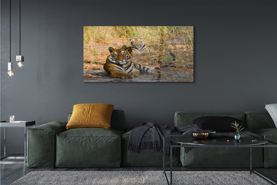 Obraz na szkle Tygrysy