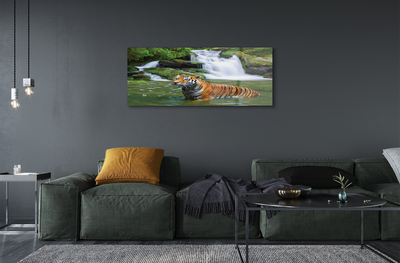 Obraz na szkle Tygrys wodospad