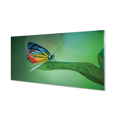 Obraz na szkle Kolorowy motyl liść