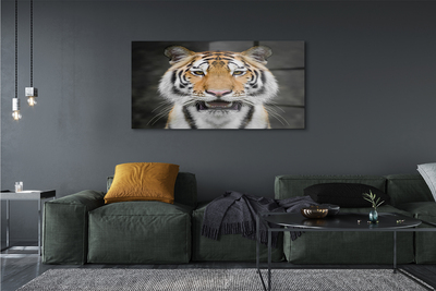 Obraz na szkle Tygrys
