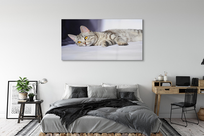 Obraz na szkle Leżący kot