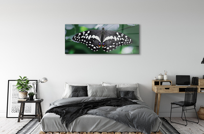 Obraz na szkle Kolorowy motyl liście