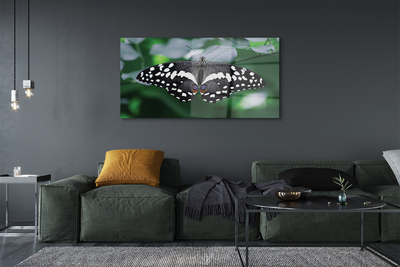 Obraz na szkle Kolorowy motyl liście