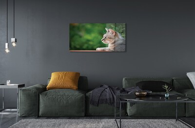 Obraz na szkle Patrzący kot