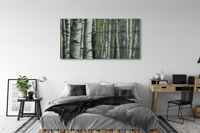 Obraz na szkle Brzozy las