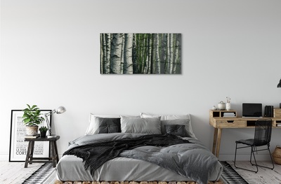 Obraz na szkle Brzozy las