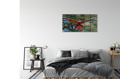 Obraz na szkle Papuga ara
