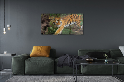 Obraz na szkle Tygrys las