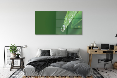 Obraz na szkle Kropla woda liść