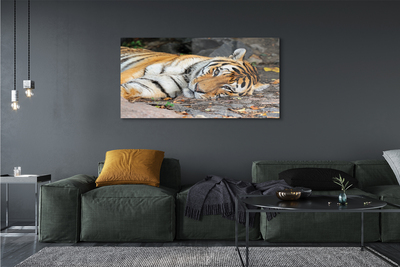 Obraz na szkle Leżący tygrys