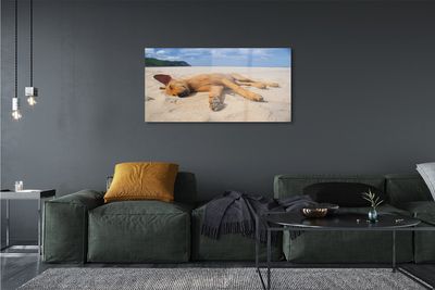 Obraz na szkle Leżący pies plaża