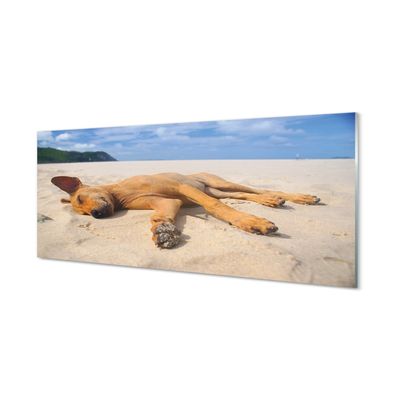 Obraz na szkle Leżący pies plaża
