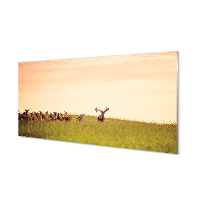 Obraz na szkle Stado jeleni pole wschód słońca