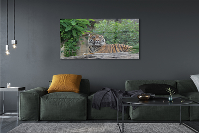 Obraz na szkle Las tygrys