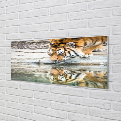 Obraz na szkle Pijący tygrys