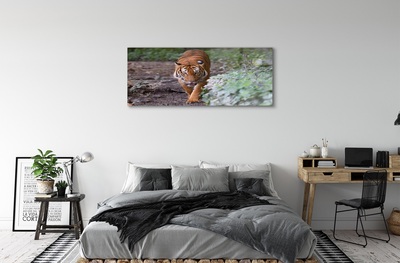 Obraz na szkle Tygrys las