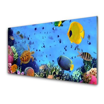 Obraz na Szkle Rafa Koralowa Ryba Natura