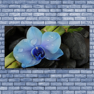 Obraz na Szkle Kwiat Kamienie Roślina