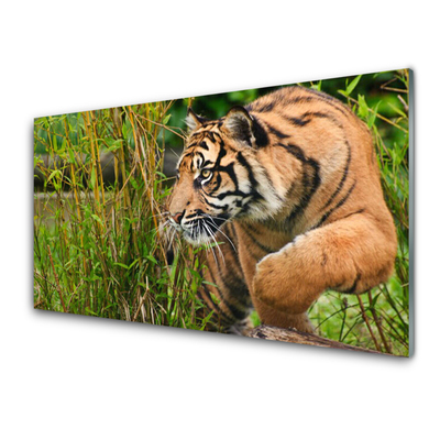 Obraz Szklany Tygrys Zwierzęta