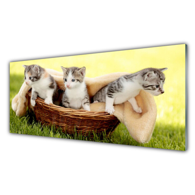 Obraz Szklany Koty Zwierzęta