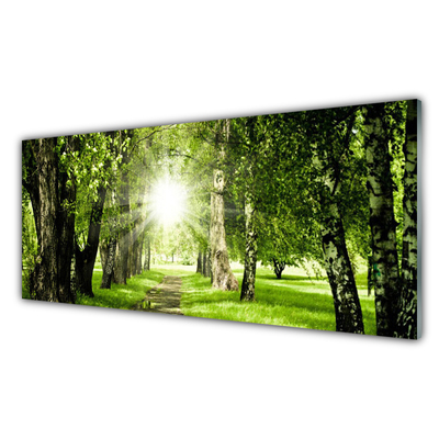 Obraz Szklany Las Słońce Ścieżka Natura
